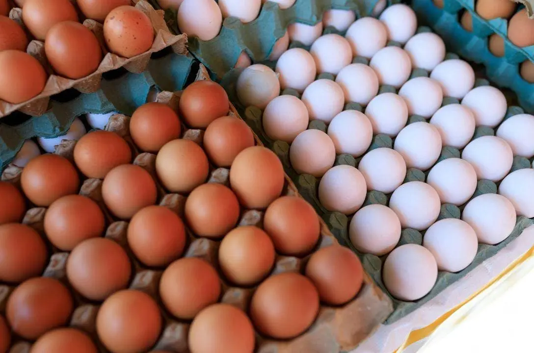 Evite esses ovos! O que você precisa saber antes de comprar