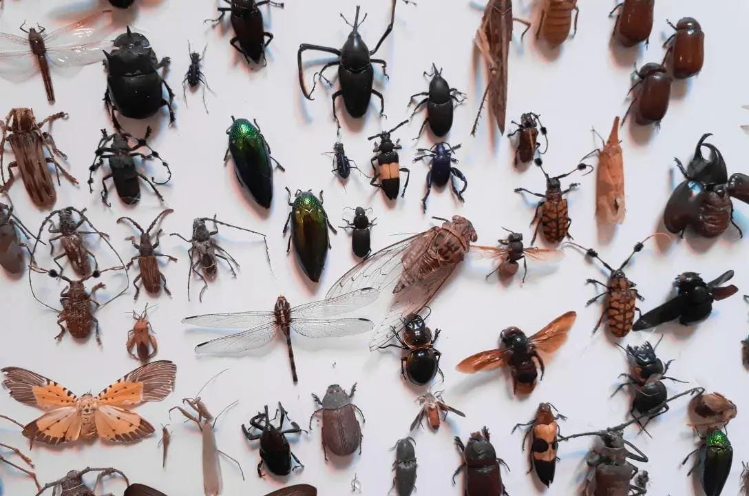 Existem 1,4 bilhões de insetos para cada ser humano na Terra