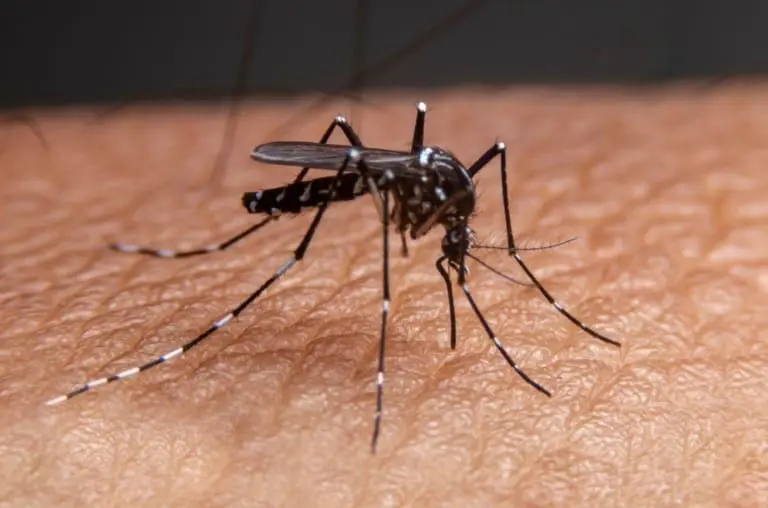 Fim da picada! Homem vendia mosquitos pra quem queria atestado