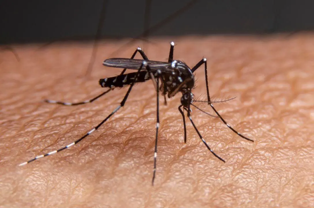 Fim da picada! Homem vendia mosquitos pra quem queria atestado