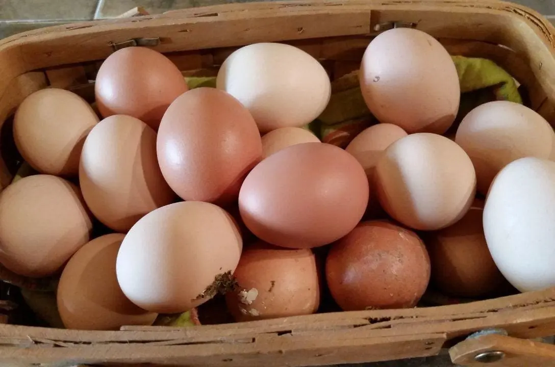 Gosta de ovo? veja os benefícios para a saúde desse alimento considerado “completo”
