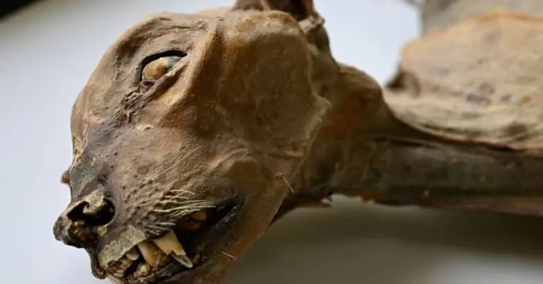 Guepardos mumificados de até 1.800 anos são encontrados em cavernas na Arábia Saudita