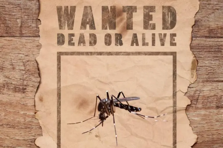 Guerra contra a dengue: cidade paga por captura de mosquitos