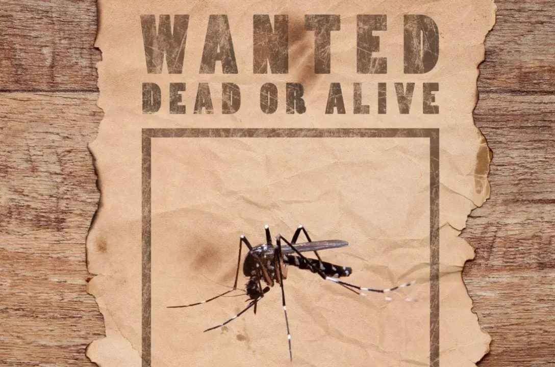 Guerra contra a dengue: cidade paga por captura de mosquitos