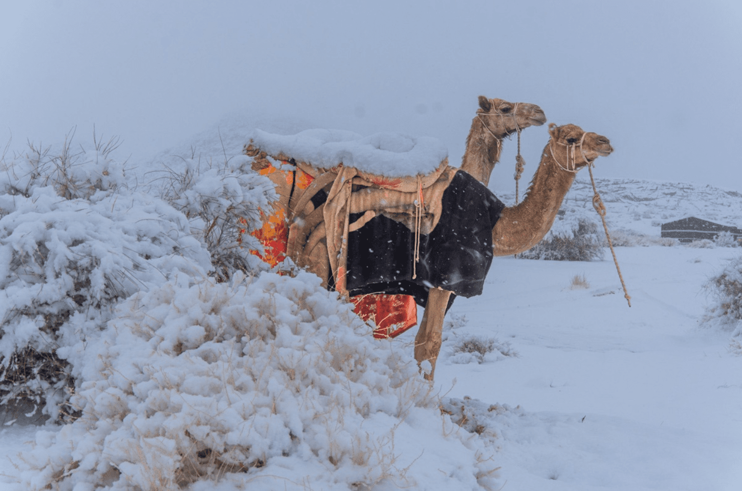 Já imaginou neve no deserto? Saiba mais sobre o fenômeno inédito que surpreendeu o mundo