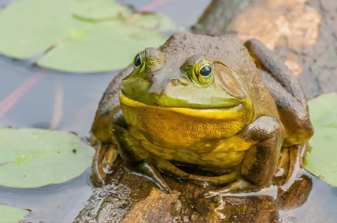 Já imaginou que os sapos desempenham um papel vital na natureza?