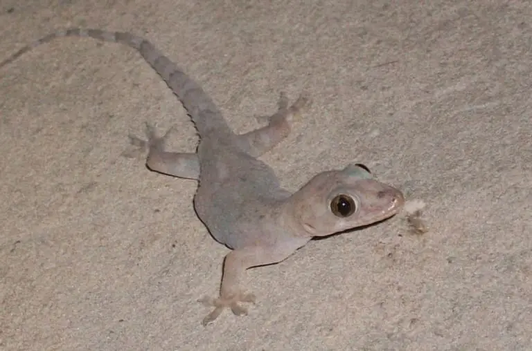Lagartixas dentro de casa, já imaginou o que isso significa?