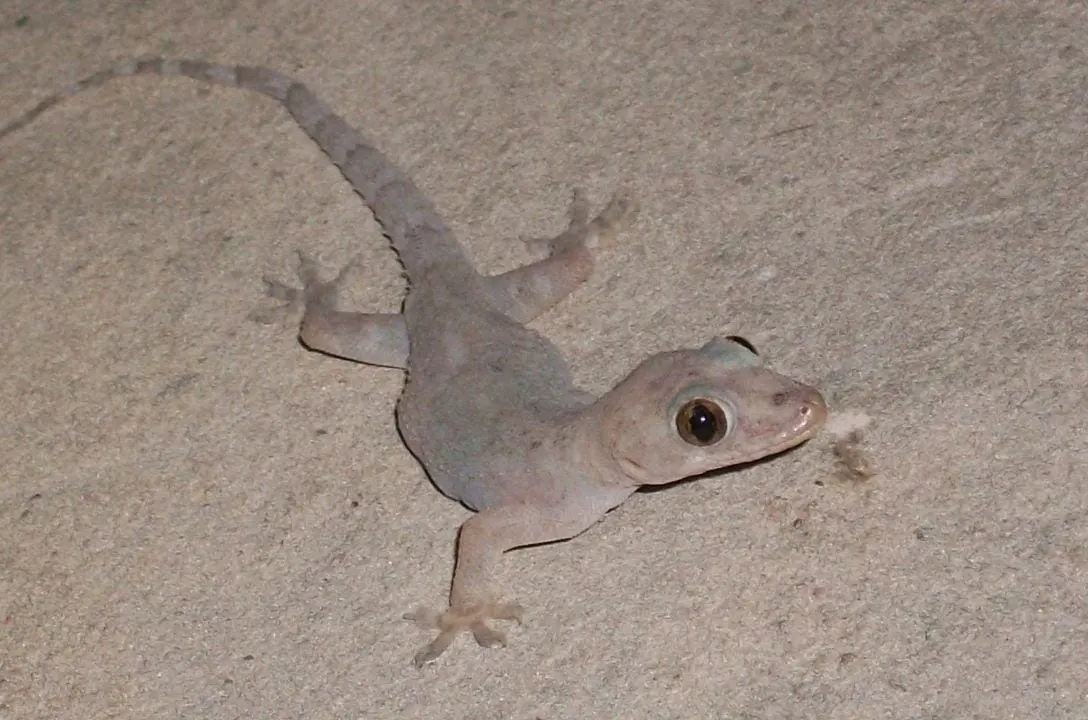 Lagartixas dentro de casa, já imaginou o que isso significa?