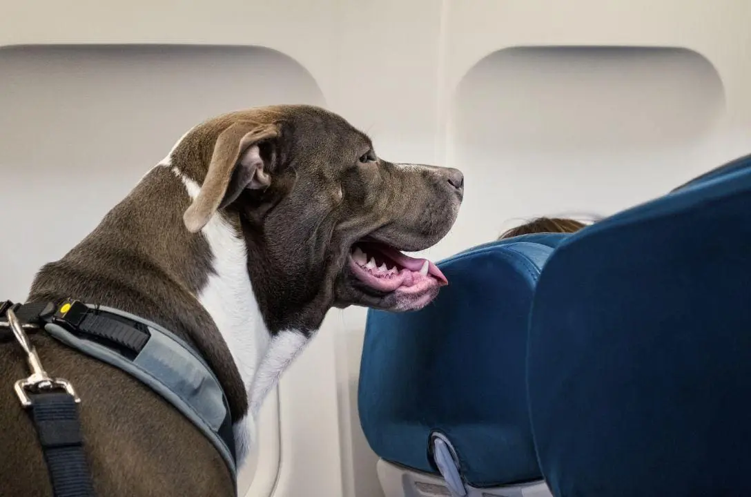 Lei Joca - O que mudou no transporte de pets em aeronaves?