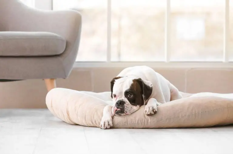 Na Suécia é proibido deixar o cachorro sozinho por 6 horas