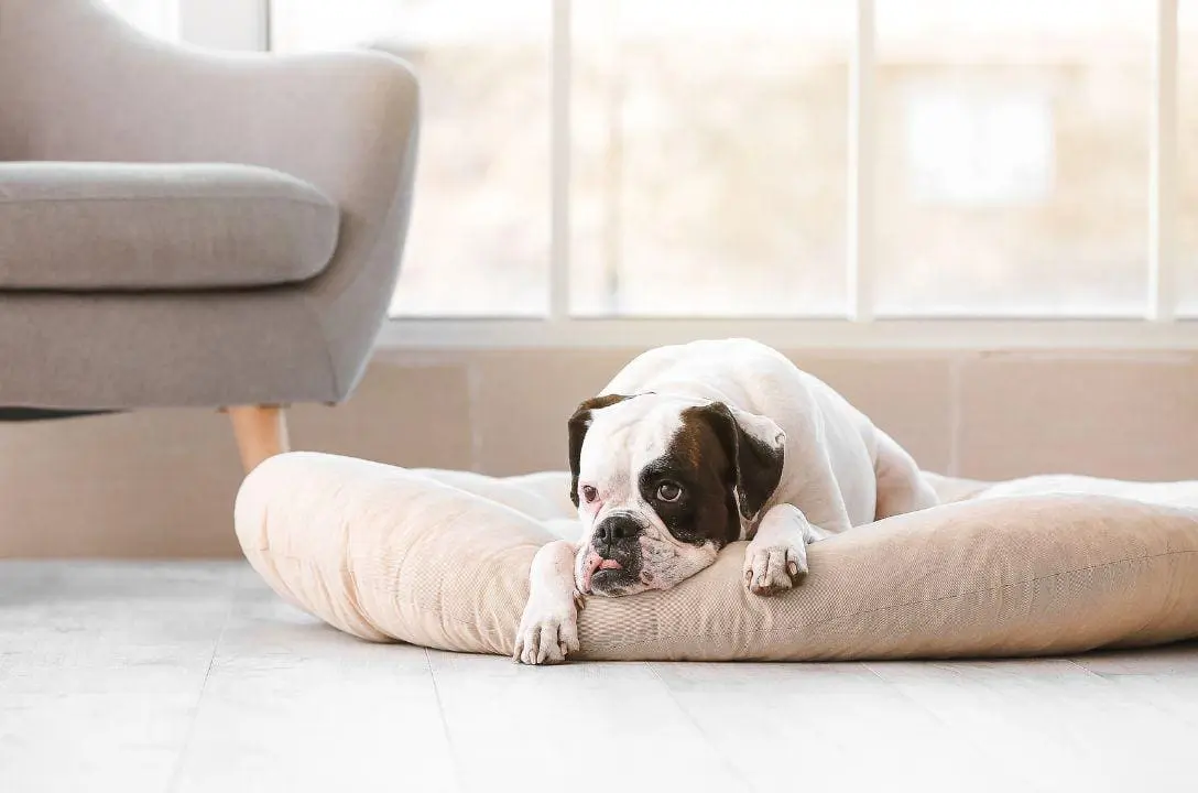 Na Suécia é proibido deixar o cachorro sozinho por 6 horas