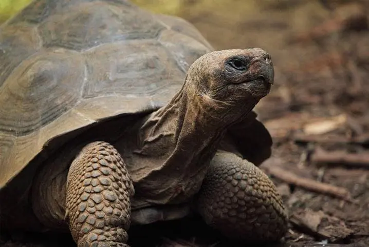 Nova Hipótese Explica a Diminuição de Tamanho em Animais ao Longo da Evolução