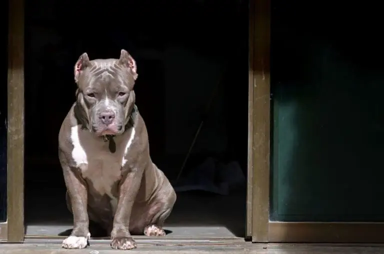 Nova lei proíbe pitbulls em Minas Gerais, qual sua opinão?