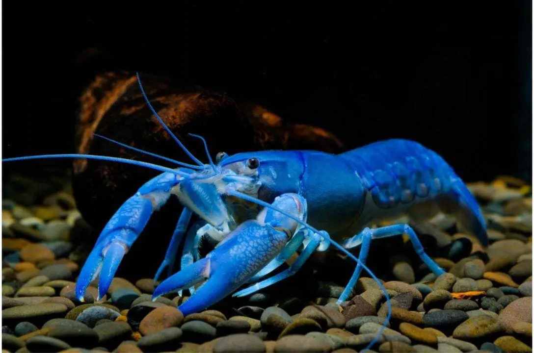 O Azul Não Existe? A Verdade Chocante Sobre Essa Cor!