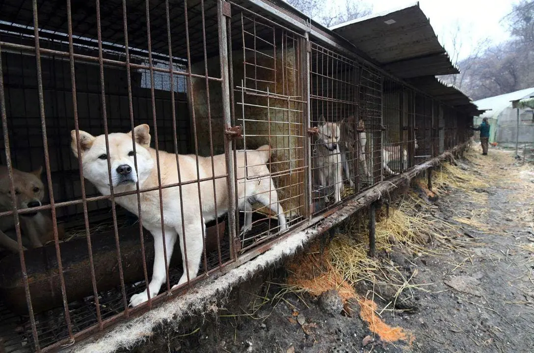O dilema de 500 mil cães salvos do abate na Coreia do Sul