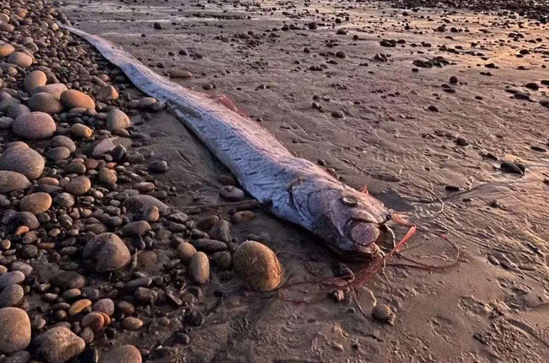 O peixe do juízo final apareceu no Brasil! O que significa?