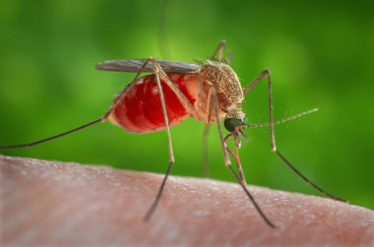 O que é a Febre do Oropouche? Doença transmitida por mosquitos