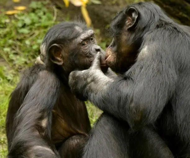 Os 5 Animais Mais Pervertidos e Sexualmente Ativos