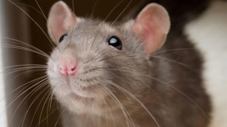 Os 6 Animais Mais Inteligentes do Mundo