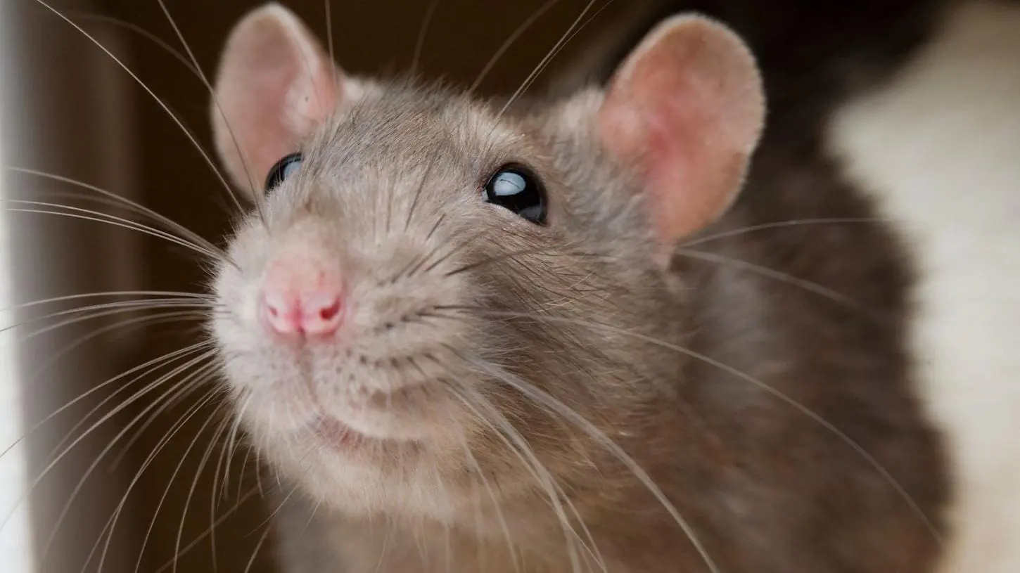 Os 6 Animais Mais Inteligentes do Mundo