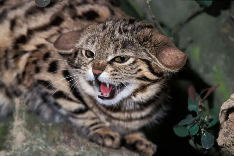 Os 6 Felinos Mais Mortais do Mundo