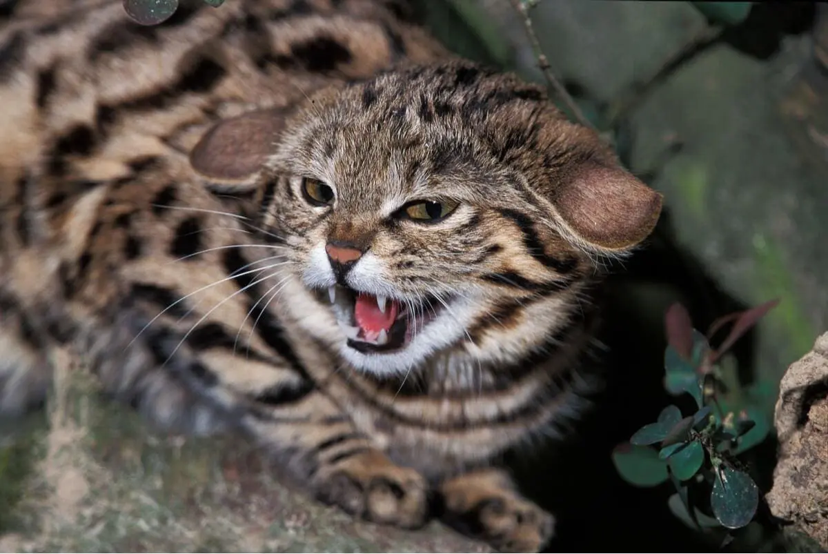 Os 6 Felinos Mais Mortais do Mundo