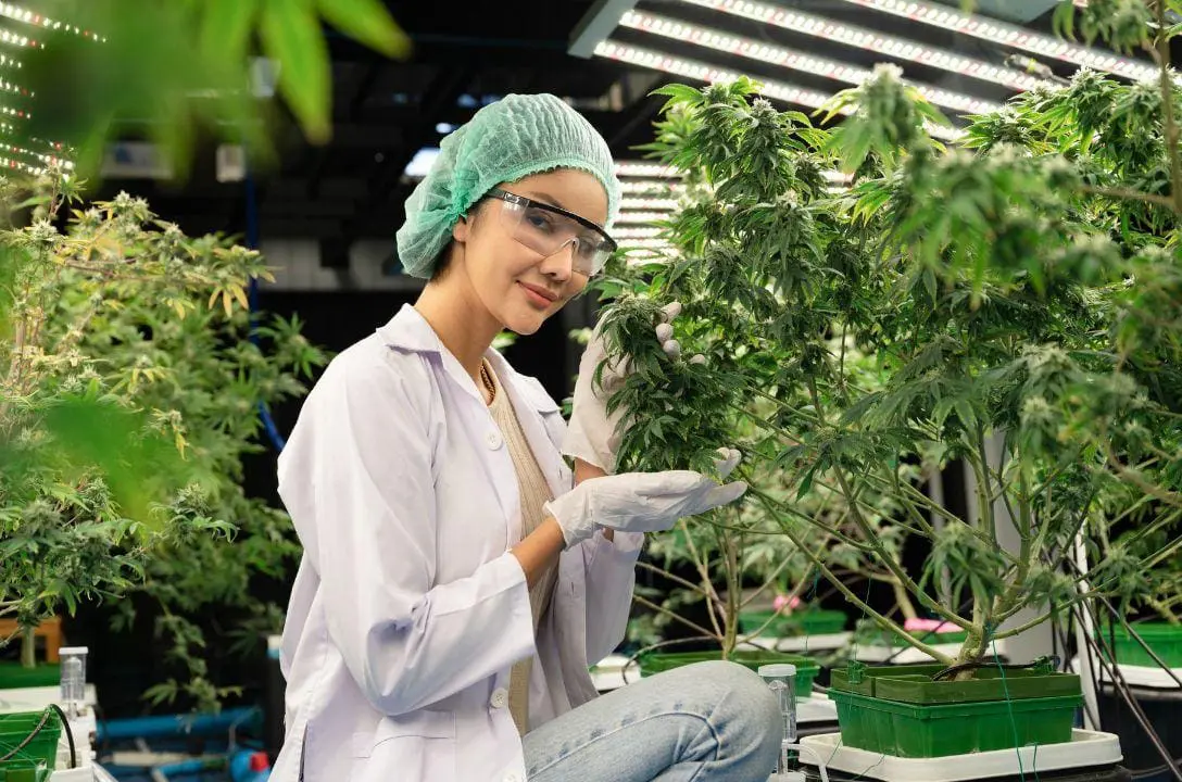 Os empregos mais bem pagos da indústria bilionária de cann4bis