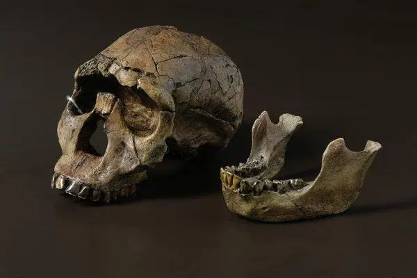 Ossos de 2 Mil Anos no Brasil Desvendam Mistérios da Evolução da Sífilis