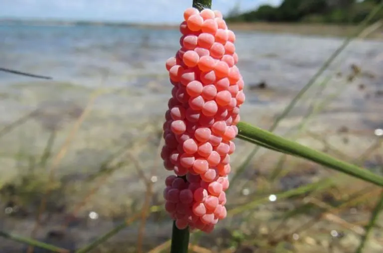 Ovos cor de rosa no quintal? Cuidado com esse perigo!