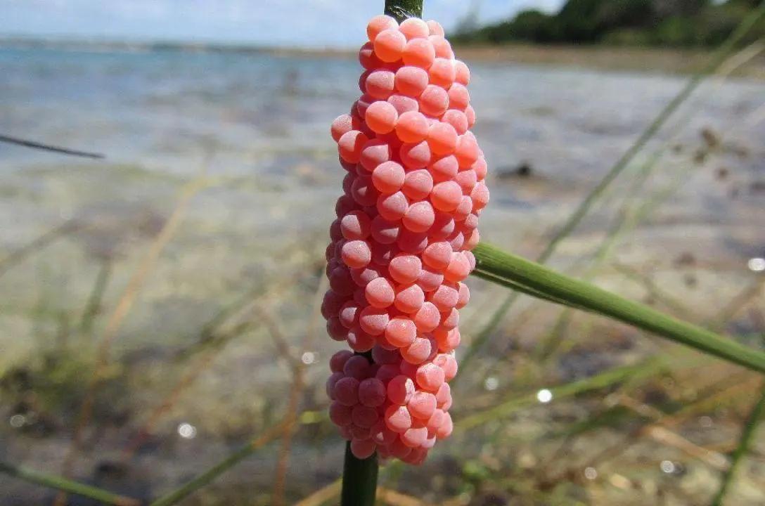 Ovos cor de rosa no quintal? Cuidado com esse perigo!