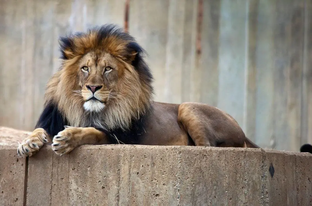 Pets viram alimento de animais em zoológico da Dinamarca