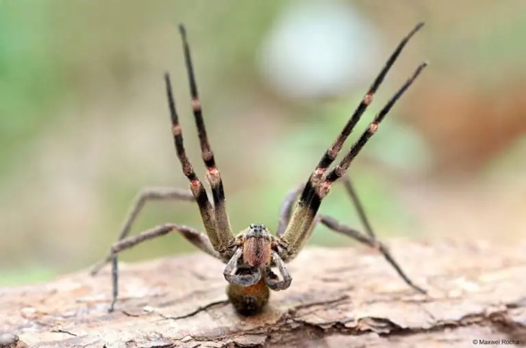 Picada de aranha armadeira pode provocar 3r3ção de até quatro horas