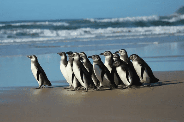 Pinguins no Brasil? Veja onde encontrar essas aves incríveis!