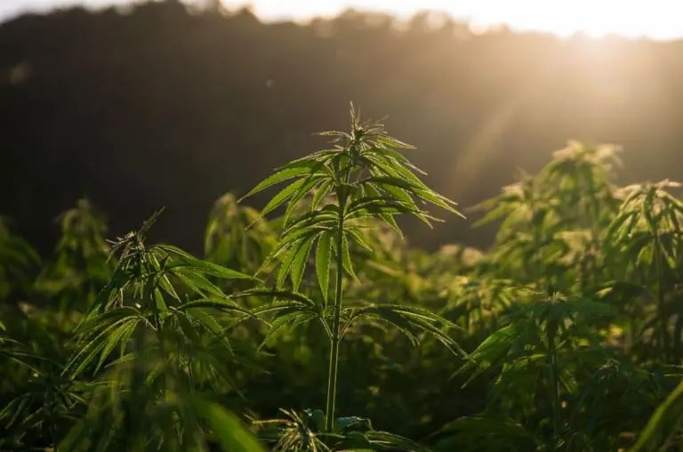 Planta proporciona 11 vezes mais rentabilidade que a soja