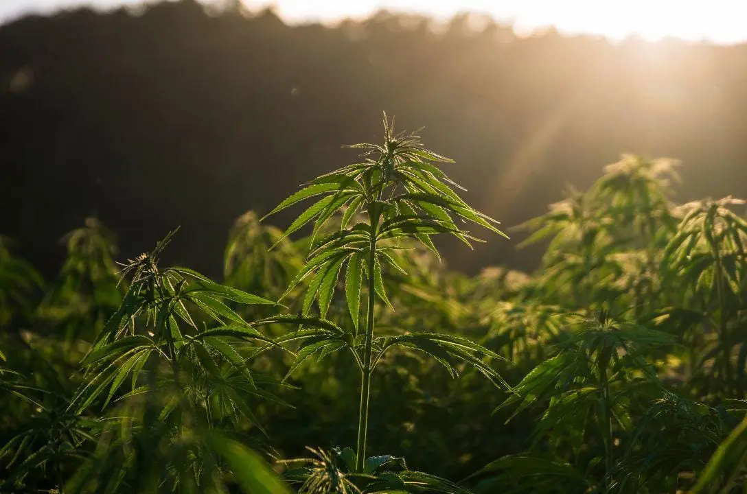 Planta proporciona 11 vezes mais rentabilidade que a soja
