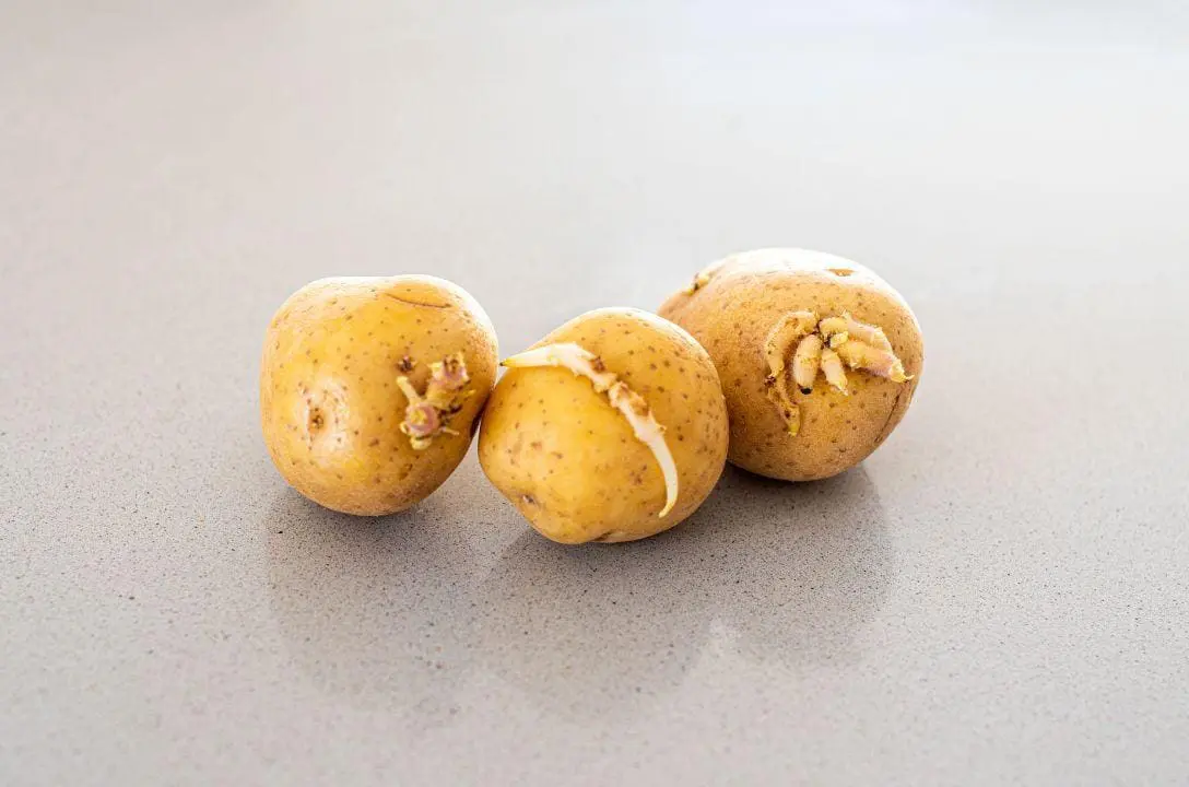 Por que evitar batatas com manchas verdes e brotos?