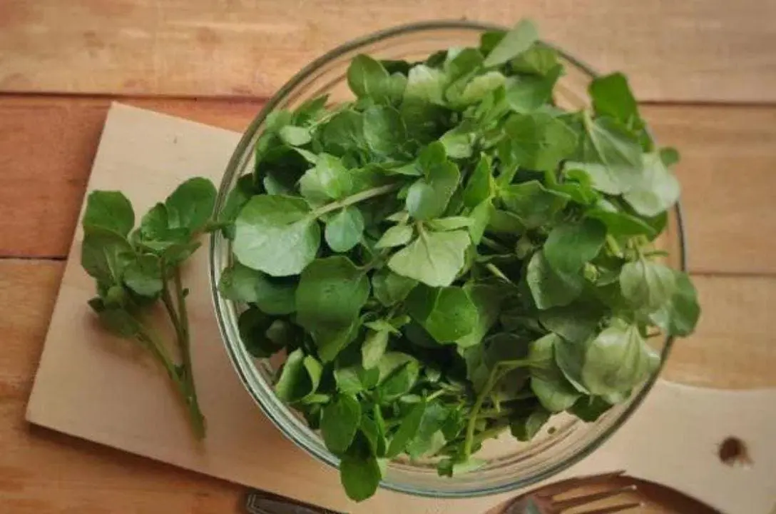 Por que o agrião é considerado o vegetal mais saudável do mundo?