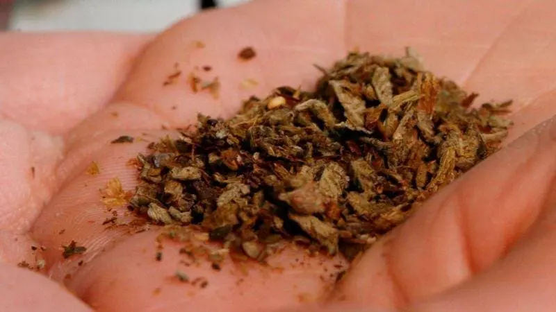 Por que o PCC baniu drogas K de seus pontos de venda?