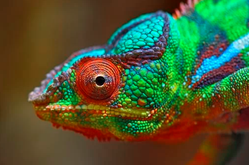 Por Que os Animais São Tão Coloridos?