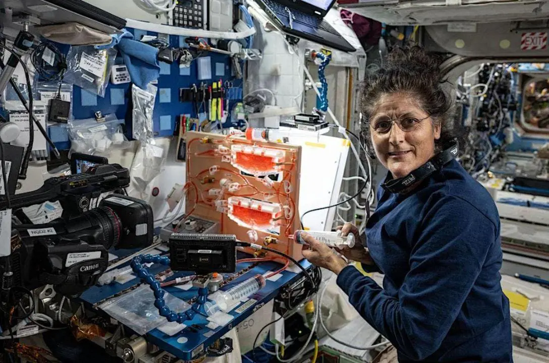 Presos no espaço, astronautas da NASA ganham nova missão: fazer jardinagem