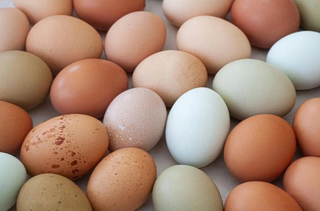 Qual a diferença entre as cores de ovos de galinha? Qual o melhor?