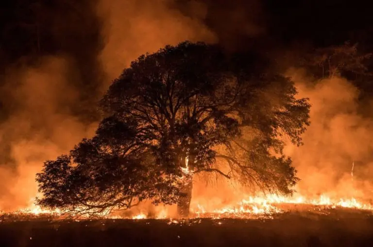 Queimadas trazem impactos devastadores para saúde e meio ambiente