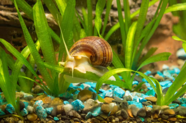 Robô caracol pode combater poluição por microplásticos nos oceanos