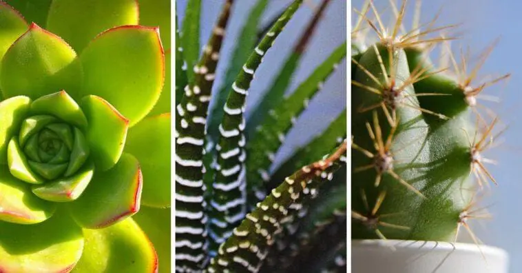 Sabe o que são plantas xeromórficas? Talvez você as tenha em casa