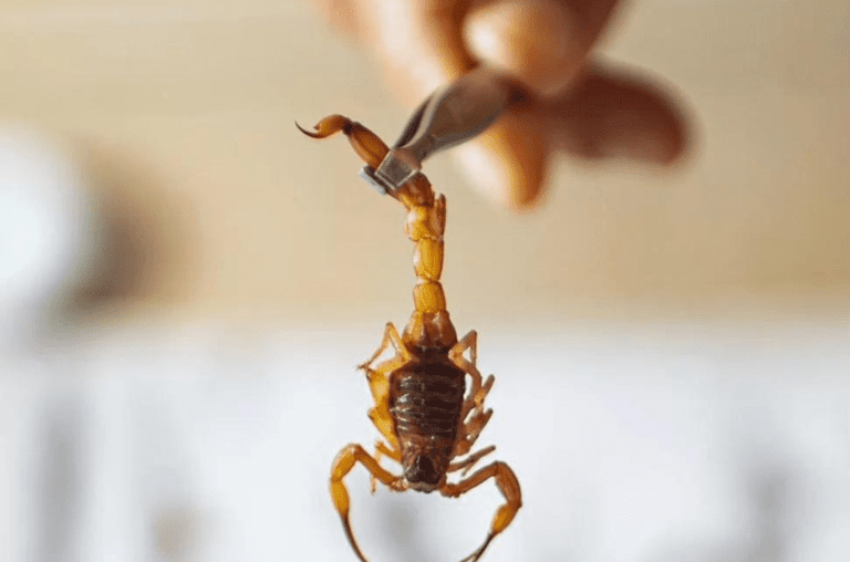 Saiba o que fazer se você for picado por um escorpião