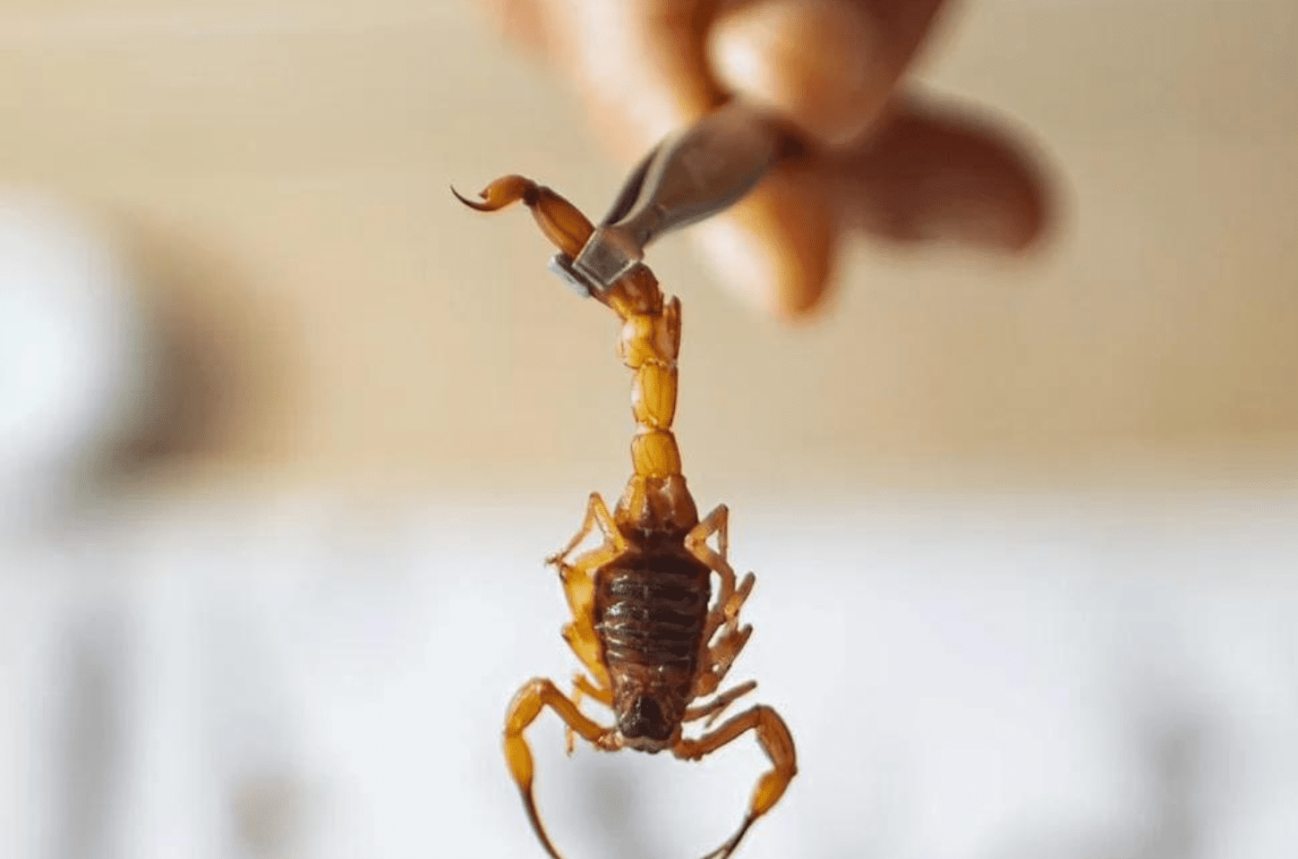 Saiba o que fazer se você for picado por um escorpião