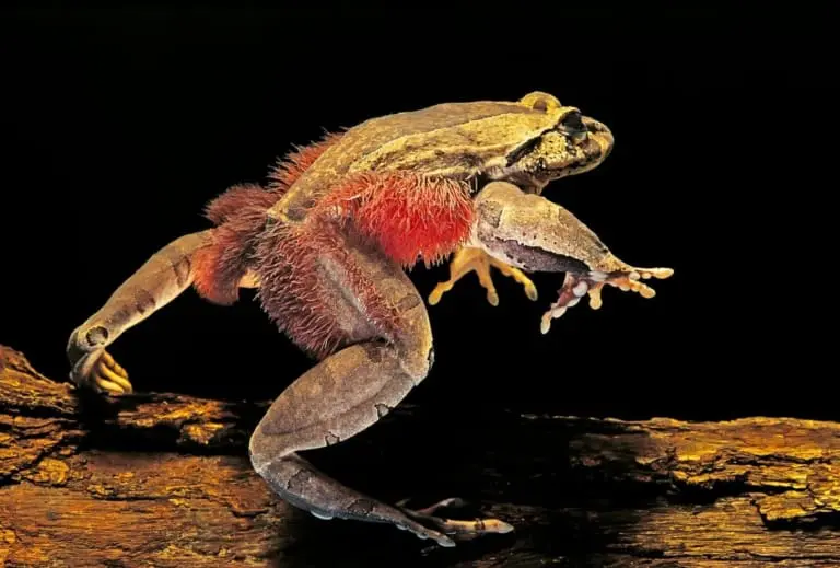 Sapo Wolverine: A Curiosa Defesa Óssea e Peluda da Natureza