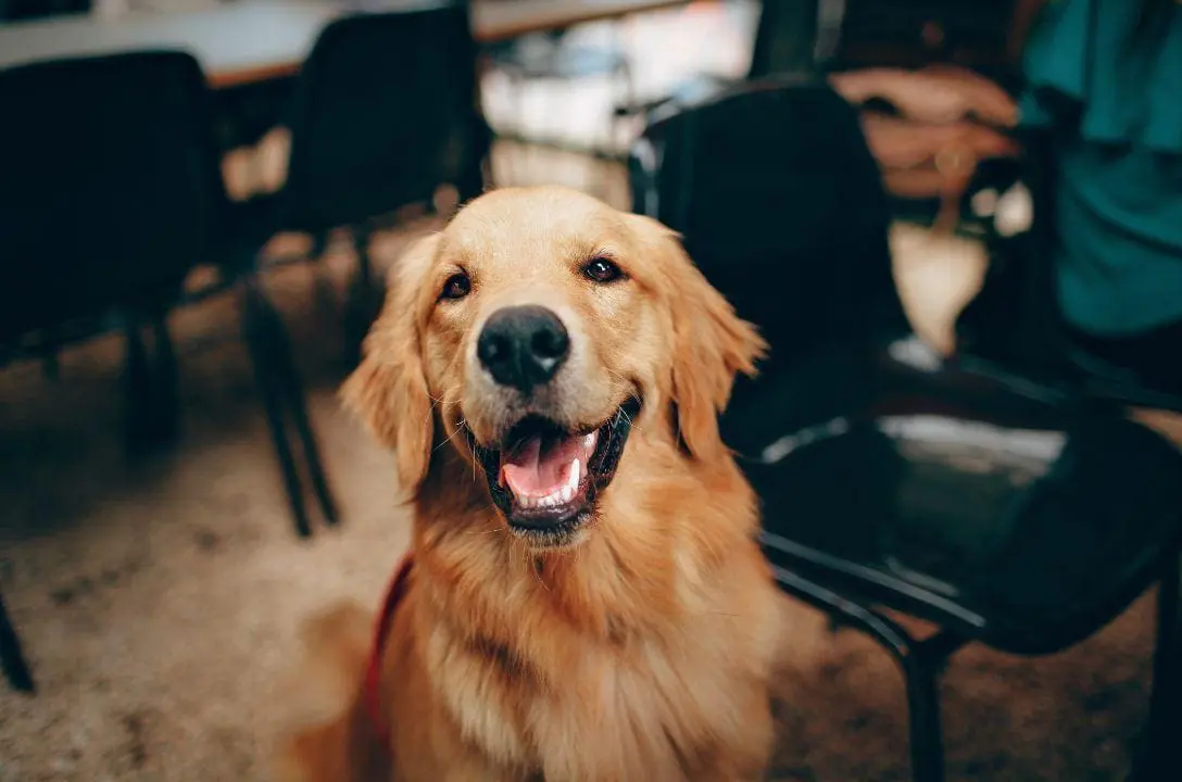 Seu cachorro não te segue por carência!