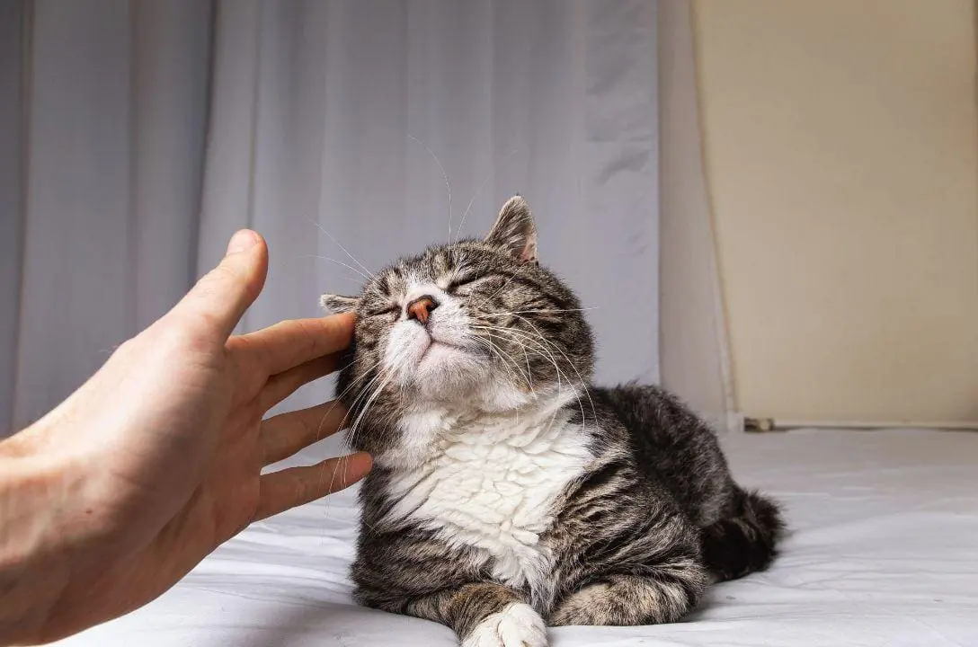 Seu gato pode viver 30 anos? Cientista japonês diz que sim!