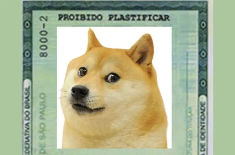 Seu pet com RG? Saiba mais sobre essa identidade animal